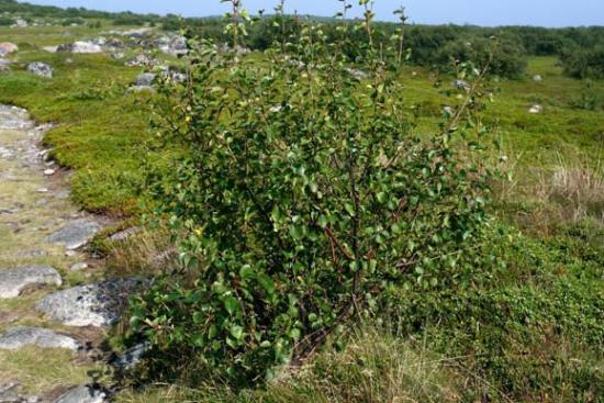 Карликовая ива