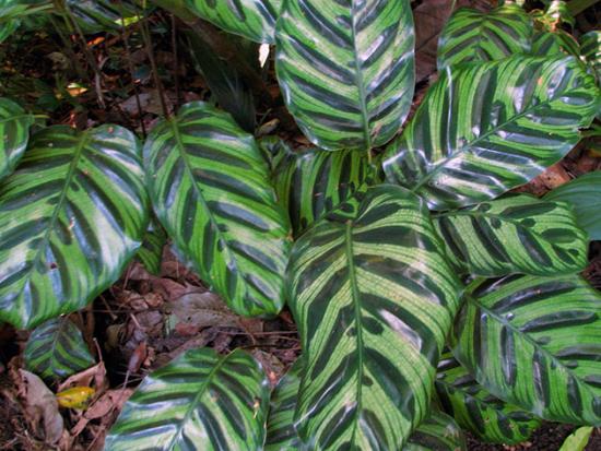 Calathea полосатая