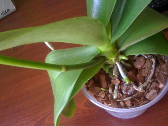 Что делать, если вянут листья у орхидеи фаленопсис, основные причины увядания