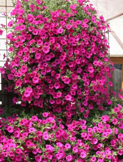 Петуния дома