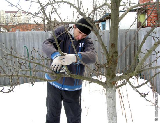 Обрезка яблони зимой