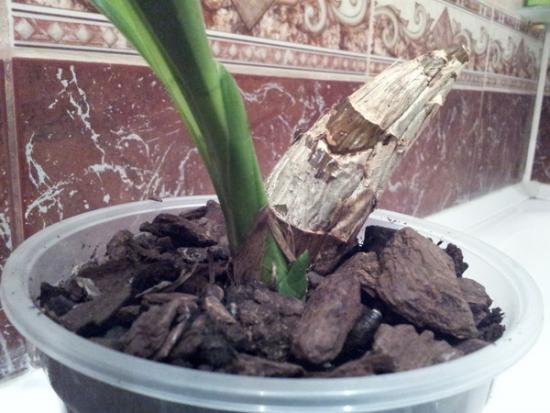 Орхидея из Вьетнама (посадка)