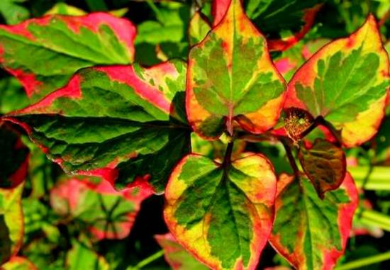 Растение Хауттюния