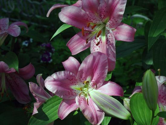 Лилия в саду