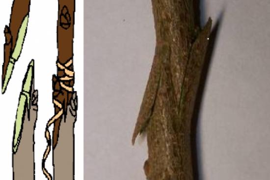 Яблоня прививка