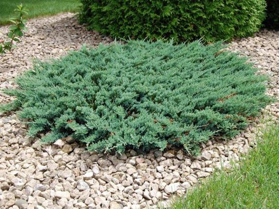 Можжевельник в саду