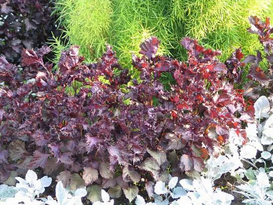 Перилла кустарниковая