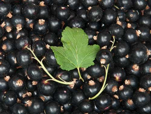 Черная смородина