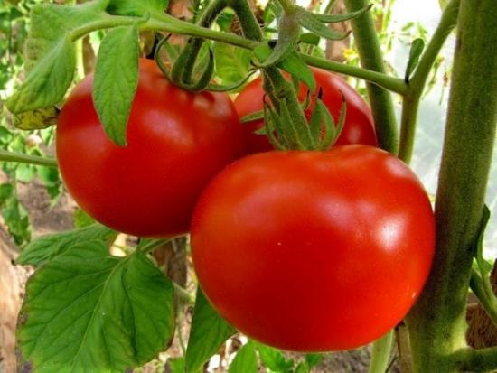 Лучшие сорта томатов детерминантных