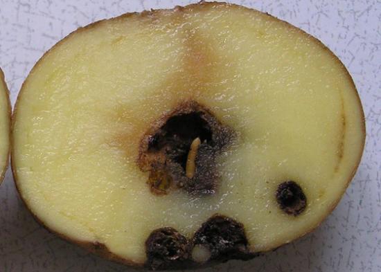 Проволочник