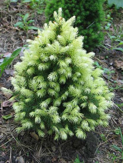 Ель канадская