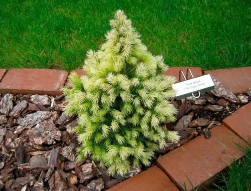 Канадская ель