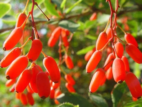 Барбарис в саду