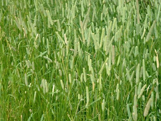 Трава тимофеевка, особенности растения и его использование