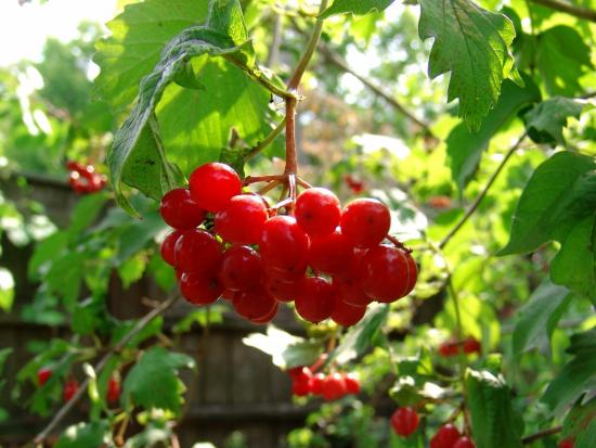 Калина в саду