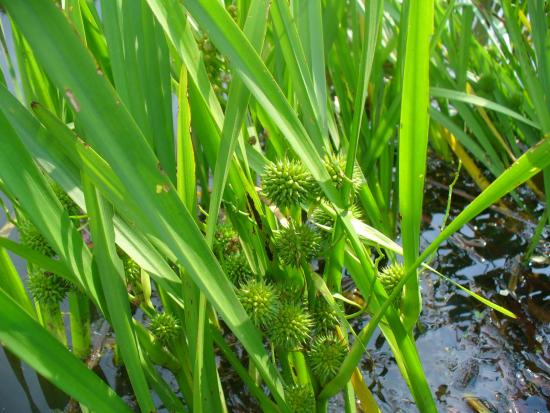 Ежеголовник