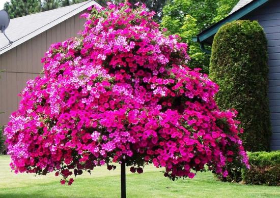 Петуния в саду, композиция