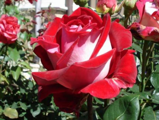 Гибридные Розы Сорта Фото