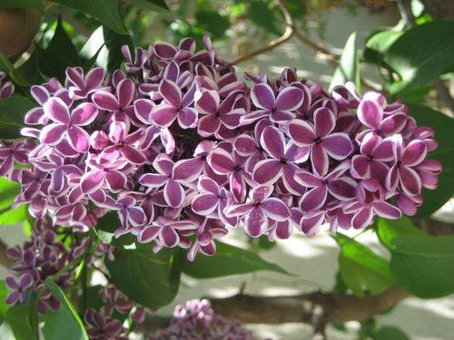 Сирень Сенсация