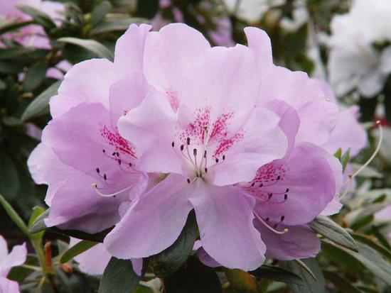 Азалия розовая