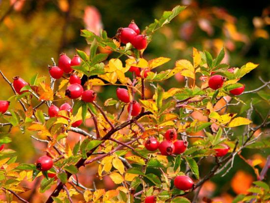 Ветка шиповника