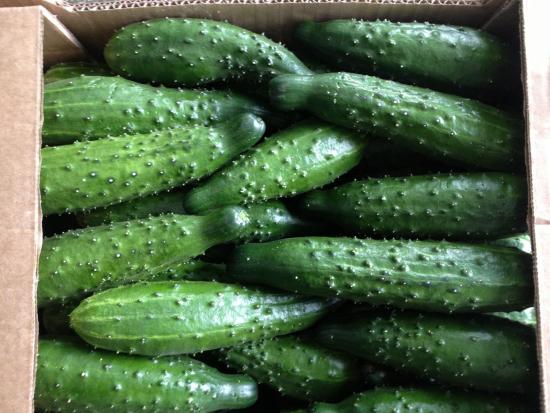 Плоды огурцов