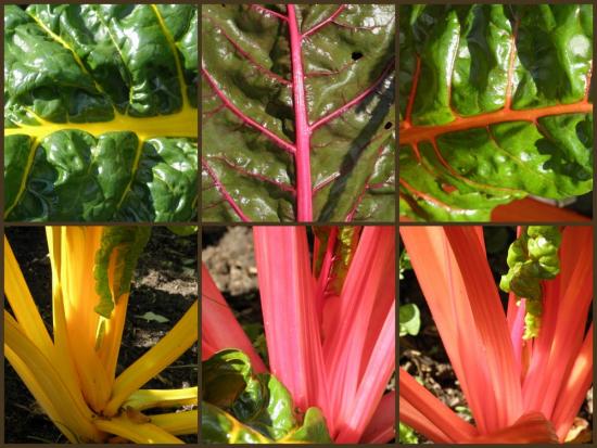 Свёкла Мангольд выращивание