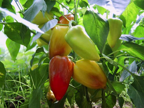 Плоды перца