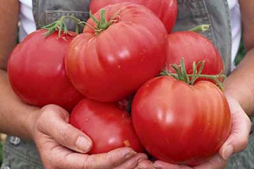 Ранние сорта томатов и помидоров: купить семена, описание, фото.