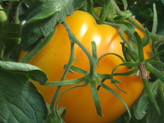 Томат Хурма