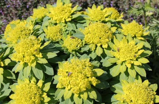 Молочай болотный