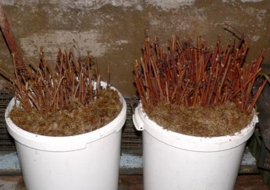 Черенки в воде