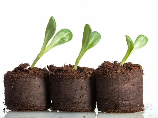 Рассада на таблетках торфяных