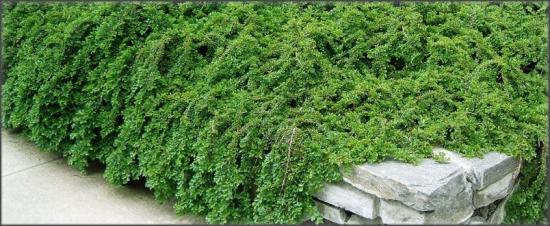 Кизильник даммера