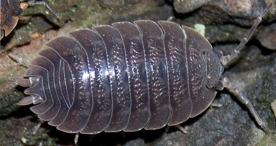 Мокрицы вредители