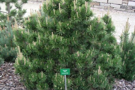 Сосна горная