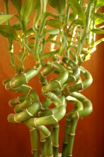 Драцена Сандера