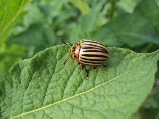 Полосатый вредитель