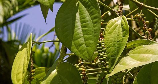 Черный перец