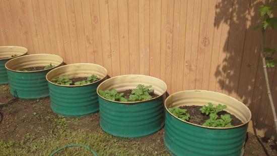 Картофель в бочке, выращивание