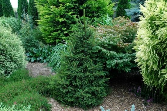 Кустарники в композиции