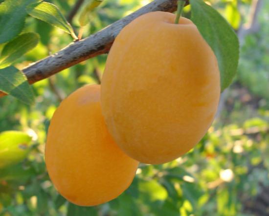 Скороплодная слива алыча