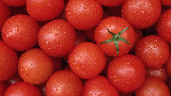 Лучшие голландские сорта помидор для самостоятельного выращивания