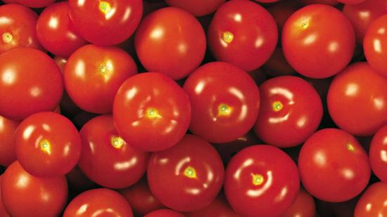 Лучшие голландские сорта помидор для самостоятельного выращивания