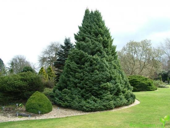 Елочка на участке