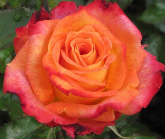 Роза Императрица Фарах, описание сорта, особенности посадки и выращивания
