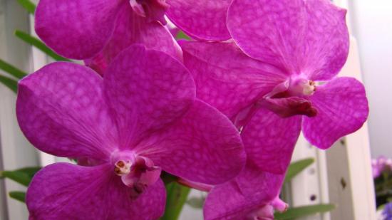 Орхидея Ванда