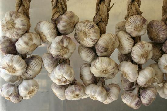 Выращивание чеснока