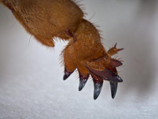 Медведка обыкновенная