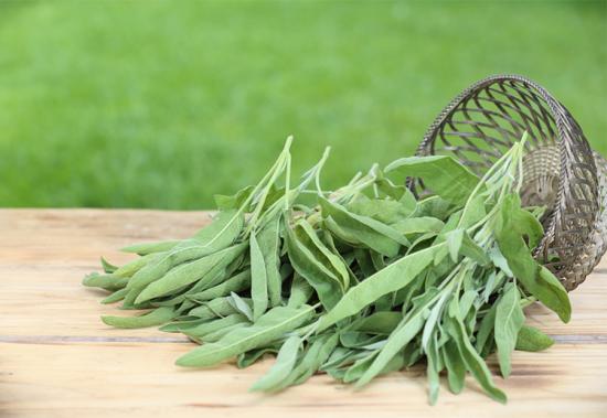 Шалфей, листья